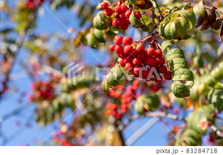 Mountain Ash fruits. Mountain Ash fruits. 83284718