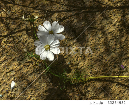 Two delicate white flowers of the cosmea crouched on the dry ground in the bright autumn afternoon sun. 83284982
