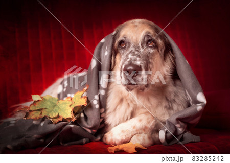 Big Dog under the Blanket and autumn leafs Big Dog under the Blanket and autumn leafs 83285242