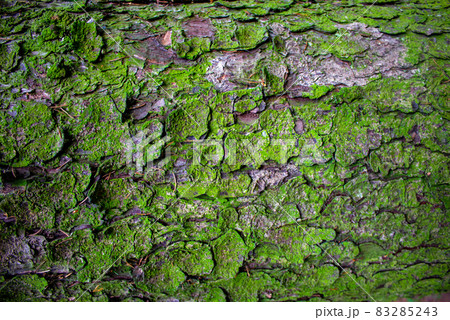 Tree bark with small spots of moss. Beautiful background. Tree bark with small spots of moss. Beautiful background. 83285243