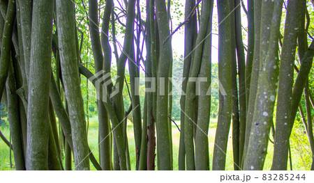 Peaceful nature. Beautiful view on tree trunks. Concept image. Peaceful nature. Beautiful view on tree trunks. Concept image. 83285244