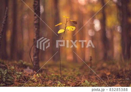 small tree with yellow leaves in an autumn forest 83285388