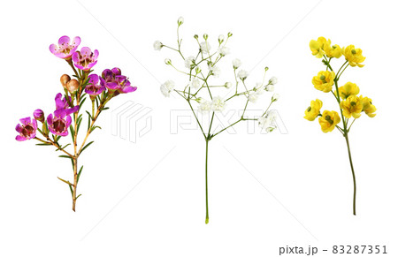 Set of small sprigs of yellow flowers of berberis thunbergii, pink chamelaucium and white gypsophila isolated 83287351