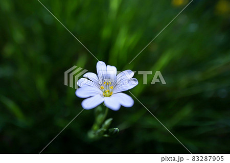Single Stellaria Holostea flower on green background 83287905
