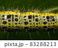 Caterpillar body macro close-up magnification yellow and black 83288213