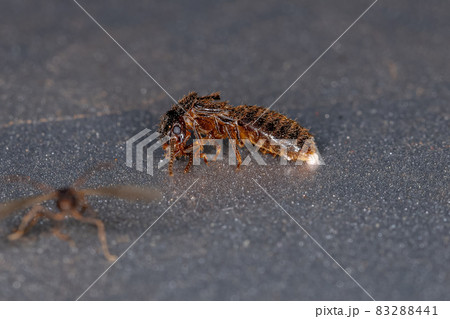 Adult Termite Insect 83288441