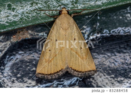 Adult Lemon Moth Adult Lemon Moth 83288458