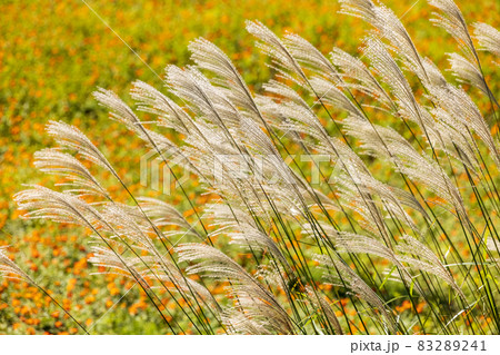 風になびくススキとオレンジ色の花 風になびくススキとオレンジ色の花 83289241