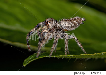 Small Jumping Spider Small Jumping Spider 83289410
