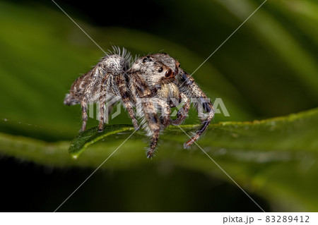 Small Jumping Spider 83289412