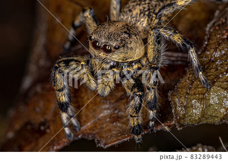 Adult Female Yellow Jumping spider Adult Female Yellow Jumping spider 83289443