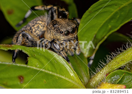 Adult Female Yellow Jumping spider 83289451