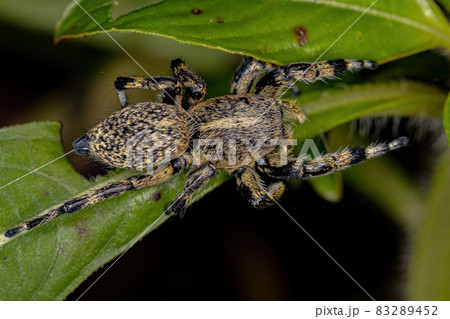 Adult Female Yellow Jumping spider Adult Female Yellow Jumping spider 83289452