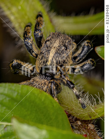 Adult Female Yellow Jumping spider 83289468