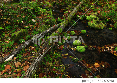 【北海道東川町】大雪旭岳源水の散策路の風景 秋10月 【北海道東川町】大雪旭岳源水の散策路の風景 秋10月 83289748