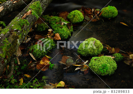 【北海道東川町】大雪旭岳源の風景 秋10月 【北海道東川町】大雪旭岳源の風景 秋10月 83289833