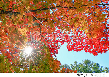 【北海道美瑛町】太陽と楓の紅葉が美しい風景 秋10月 【北海道美瑛町】太陽と楓の紅葉が美しい風景 秋10月 83289838