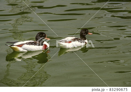 A pair of piebald ducks with a black head and a bright white body covered with colorful spots swims in a pond A pair of piebald ducks with a black head and a bright white body covered with colorful spots swims in a pond 83290675