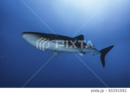 ジンベエザメ 83291082