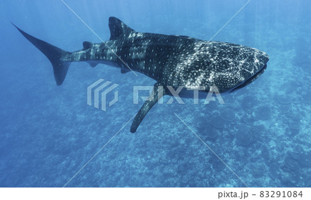Whale shark Stock Photo