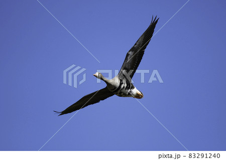 一羽のマガンの飛翔 一羽のマガンの飛翔 83291240