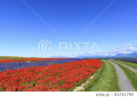 上富良野　秋のお花畑と青空 83291790