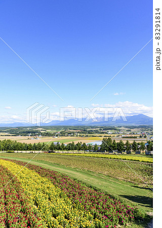 上富良野 秋のお花畑と青空 上富良野 秋のお花畑と青空 83291814