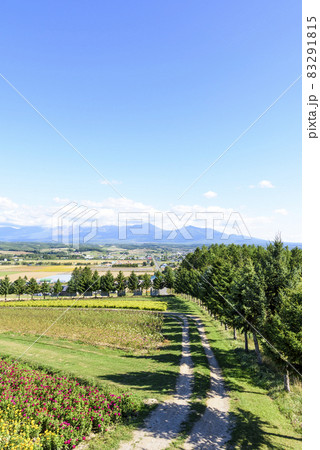 上富良野　秋のお花畑と青空 83291815