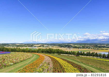 上富良野　秋のお花畑と青空 83291816