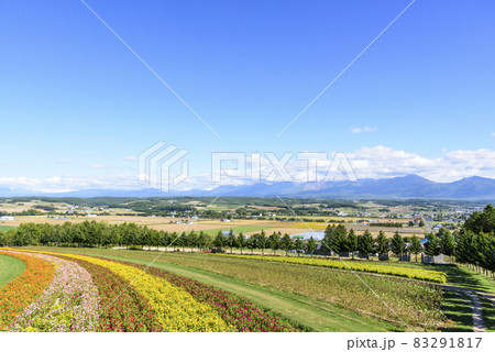 上富良野　秋のお花畑と青空 83291817