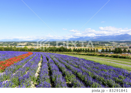 上富良野　秋のお花畑と青空 83291841