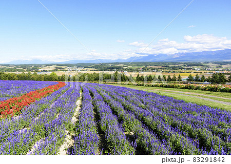 上富良野 秋のお花畑と青空 上富良野 秋のお花畑と青空 83291842