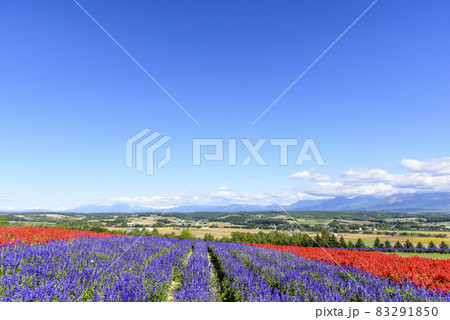上富良野 秋のお花畑と青空 上富良野 秋のお花畑と青空 83291850