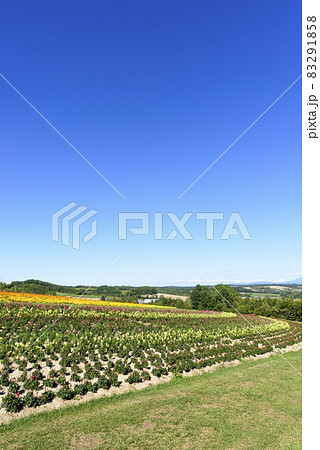 上富良野 秋のお花畑と青空 上富良野 秋のお花畑と青空 83291858