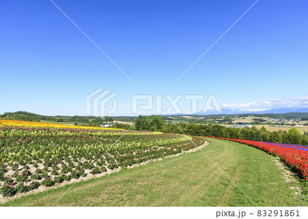 上富良野 秋のお花畑と青空 上富良野 秋のお花畑と青空 83291861