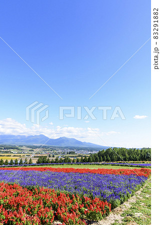 上富良野　秋のお花畑と青空 83291882