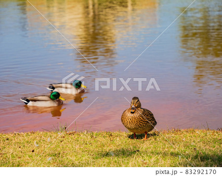 Sunny view of ducks in a pond of comunity Sunny view of ducks in a pond of comunity 83292170