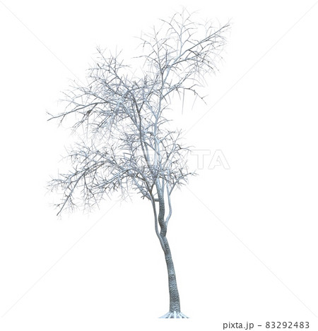 Winter tree in the snow isolated on white background 3d illustration Winter tree in the snow isolated on white background 3d illustration 83292483