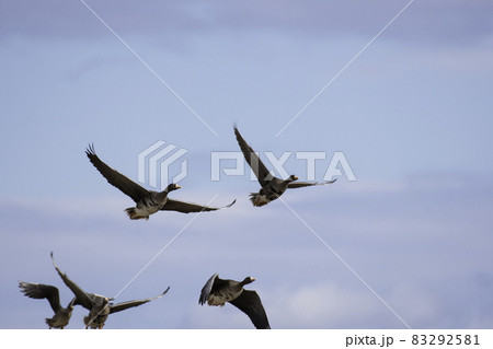 五羽のマガンの飛翔 83292581