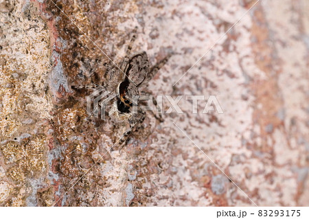 生き物　蜘蛛　アゴグロハエトリ、メスです。顔にオレンジ色が入ります、大きさは八ミリほど 83293175