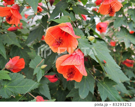 アブチロン　Abutilon　ドワーフ・レッド 83293252