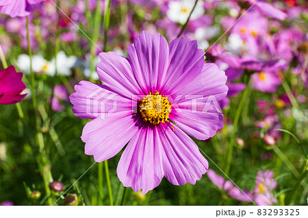 満開のコスモスの花 満開のコスモスの花 83293325