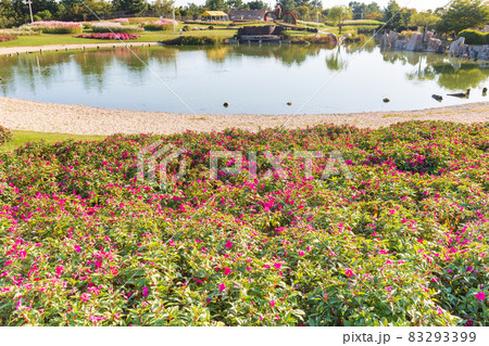 晴天の淡路島の国営明石海峡公園に咲く満開の花と花の中海 83293399