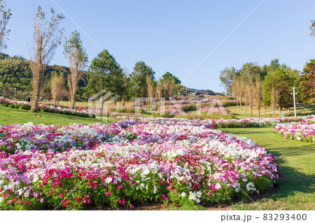 晴天の淡路島の国営明石海峡公園のポプラの丘に咲く満開のコスモス 83293400