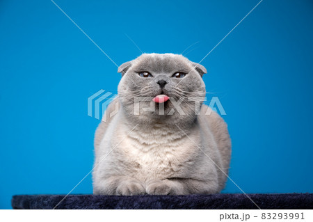 naughty blue point scottish fold making funny face sticking out tongue naughty blue point scottish fold making funny face sticking out tongue 83293991