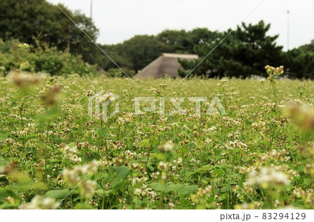 国営ひたち海浜公園　みはらしの里とソバの花 83294129