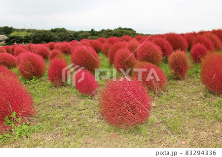 国営ひたち海浜公園 みはらしの丘、コキアの紅葉 国営ひたち海浜公園 みはらしの丘、コキアの紅葉 83294336