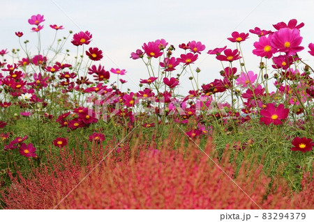 国営ひたち海浜公園　みはらしの丘、赤花コスモスと赤いコキア 83294379