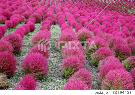 国営ひたち海浜公園　みはらしの丘、コキアの紅葉 83294453