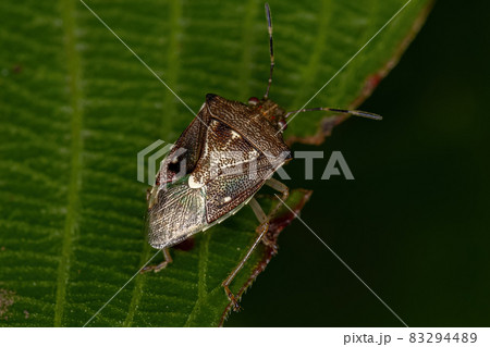 Adult Stink Bug Adult Stink Bug 83294489
